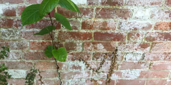 A short and informative way to learn how to deal with Japanese knotweed