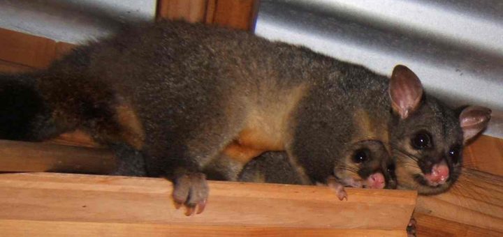 possum removal in Melbourne