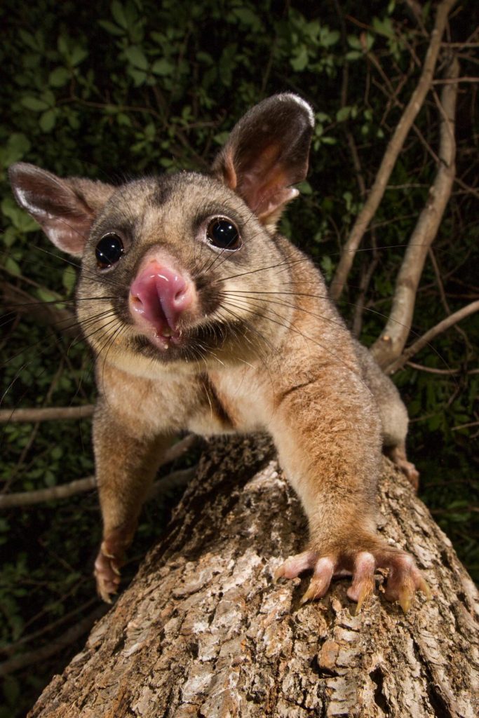 possum removal in Melbourne