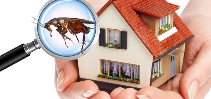 Pest control in Commercial Areas