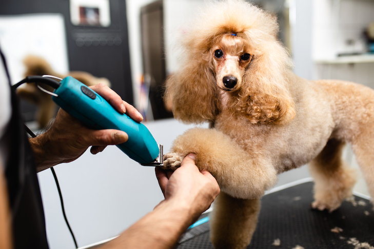 Tias Mobile Pet Grooming in Pembroke Pines